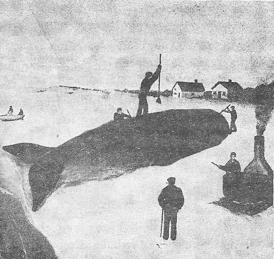 Whaling in Cape May